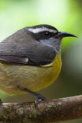 Bananaquit