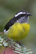 Bananaquit