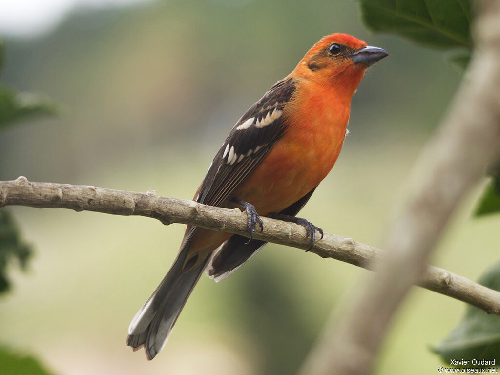 Flame-colored Tanager male adult