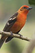 Flame-colored Tanager