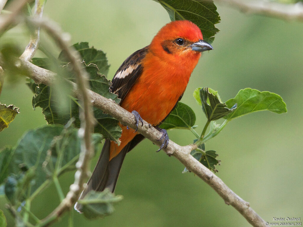 Flame-colored Tanager