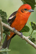 Flame-colored Tanager