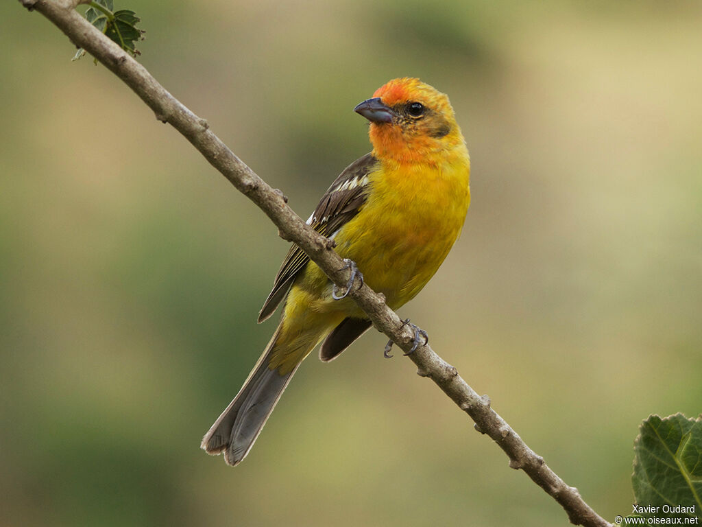 Flame-colored Tanager female adult