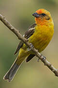 Flame-colored Tanager