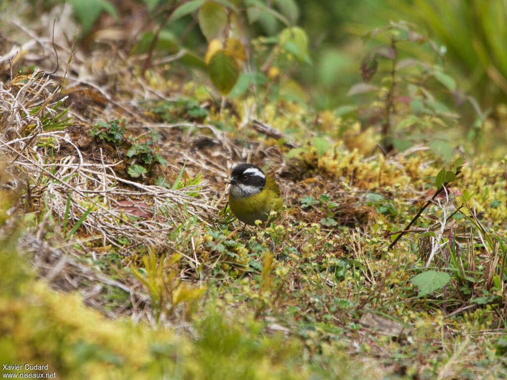 Tangara à sourcils brisésadulte, habitat