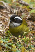 Sooty-capped Chlorospingus