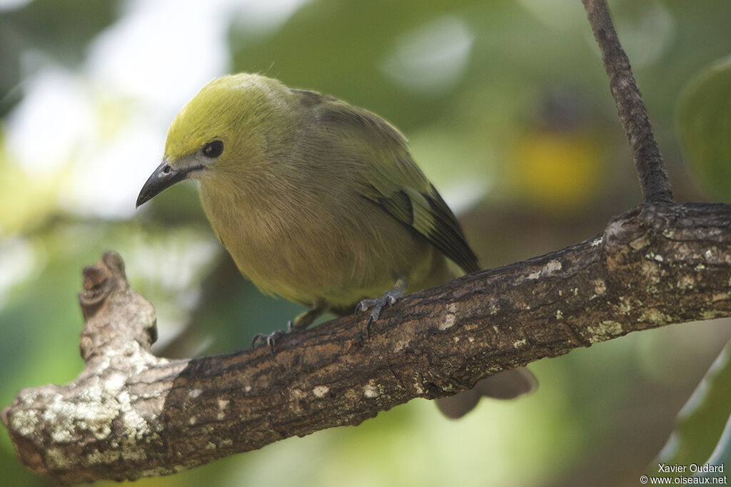 Palm Tanager