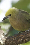 Palm Tanager