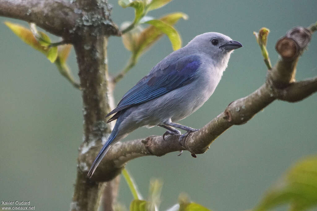 Blue-grey Tanageradult, identification