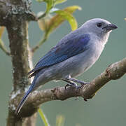 Blue-grey Tanager