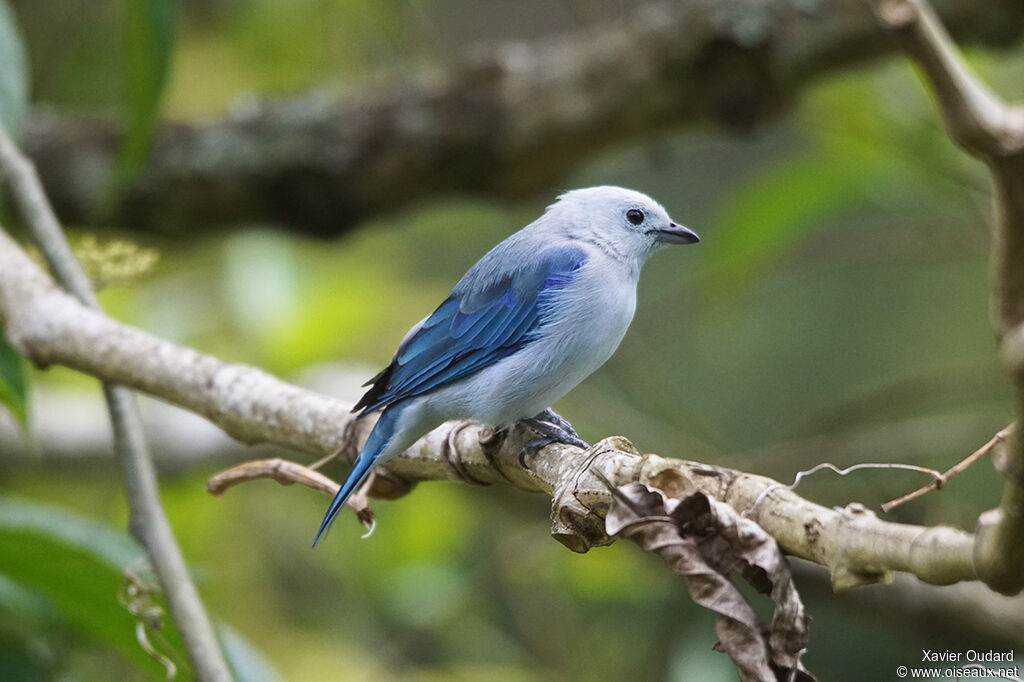 Blue-grey Tanager