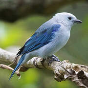 Blue-grey Tanager