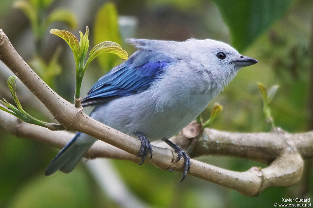 Blue-grey Tanager