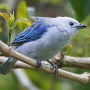 Blue-grey Tanager