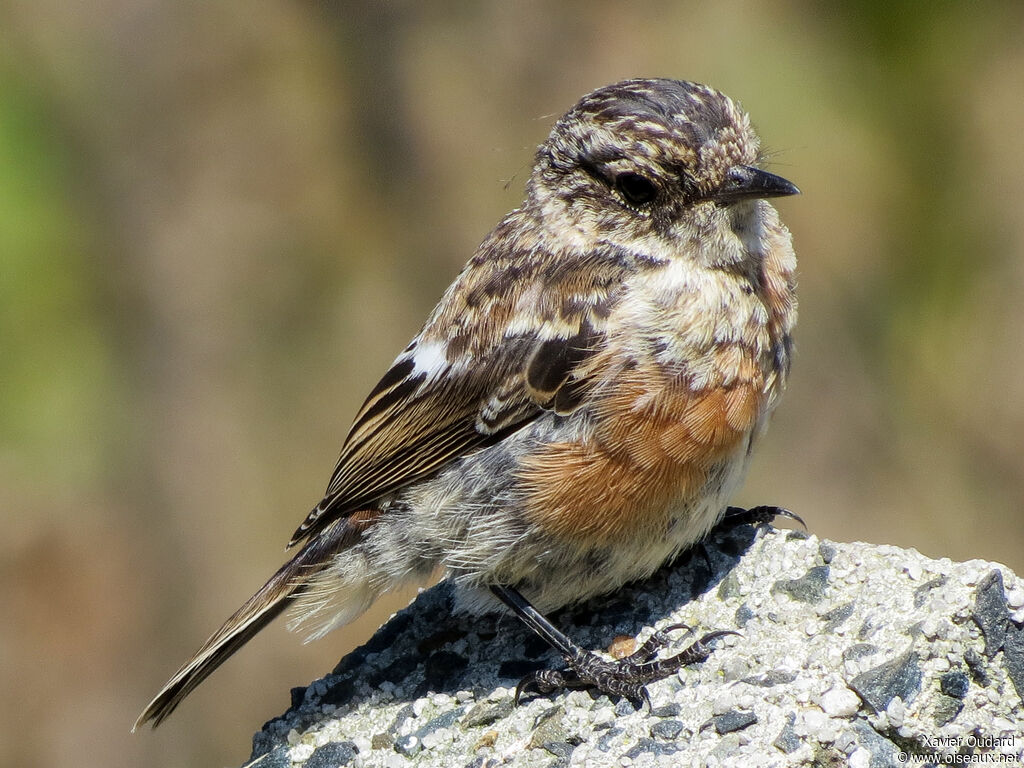 European Stonechatjuvenile