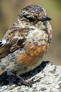 European Stonechat