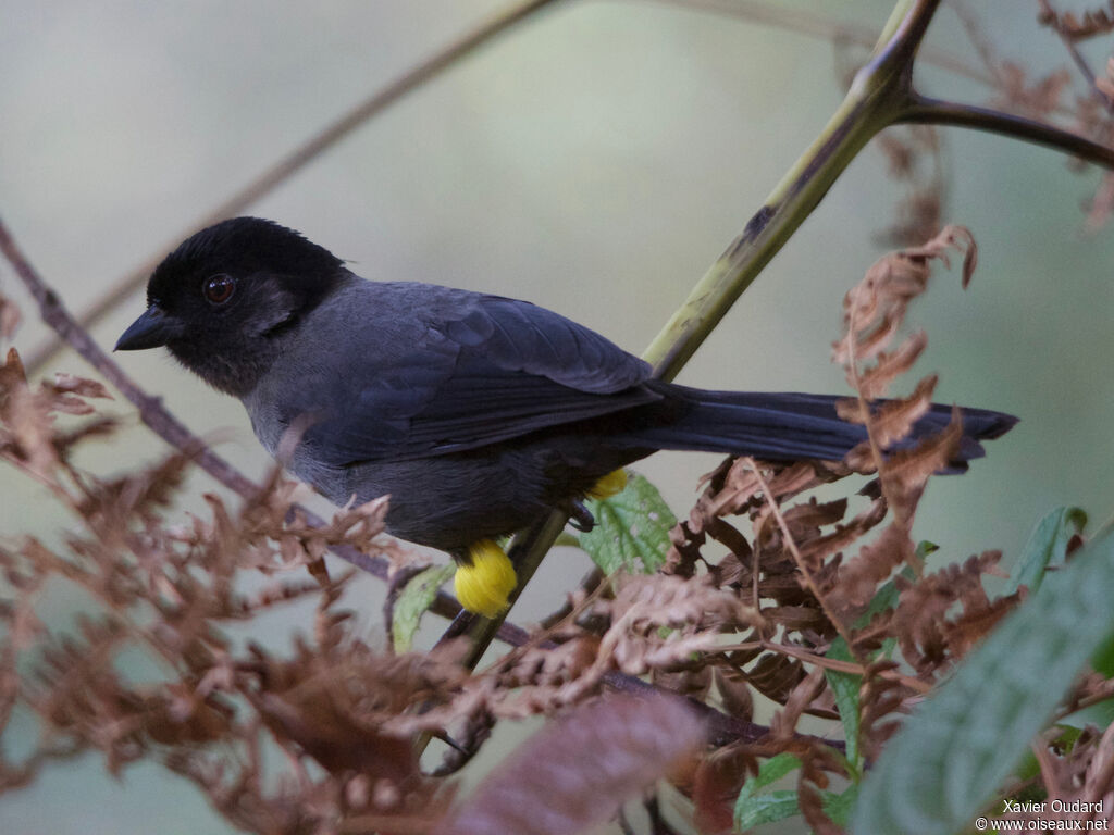 Yellow-thighed Finch