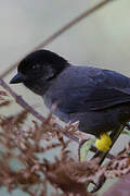 Yellow-thighed Finch