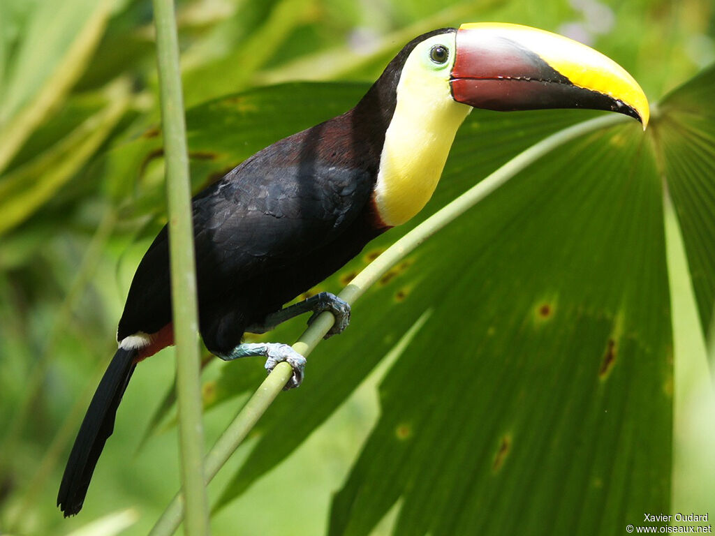 Yellow-throated Toucan (swainsonii)