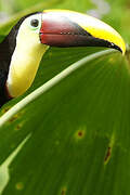 Yellow-throated Toucan (swainsonii)