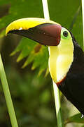 Yellow-throated Toucan (swainsonii)