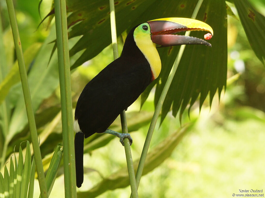 Yellow-throated Toucan (swainsonii)