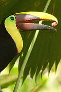 Yellow-throated Toucan (swainsonii)