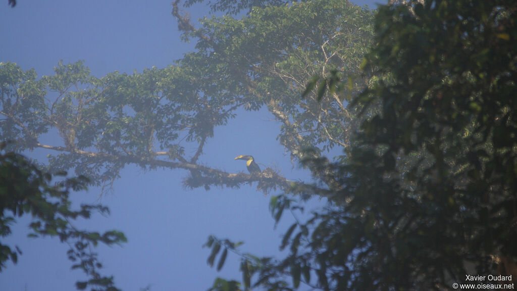 Yellow-throated Toucan (swainsonii)