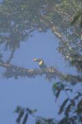 Yellow-throated Toucan (swainsonii)