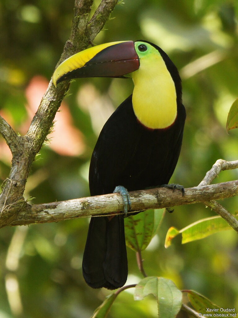 Toucan de Swainson