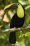 Toucan de Swainson