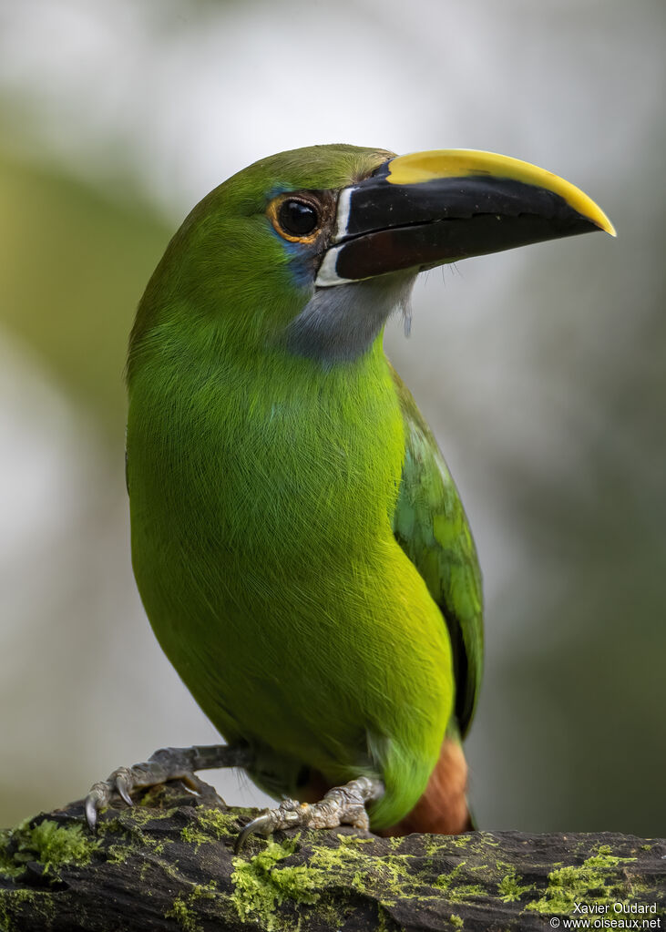 Toucanet à gorge bleue