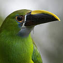 Toucanet à gorge bleue