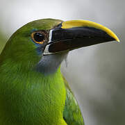 Blue-throated Toucanet