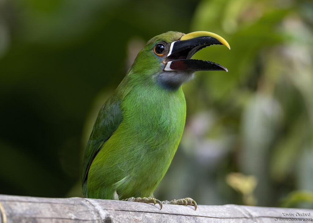 Toucanet à gorge bleue