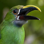 Toucanet à gorge bleue