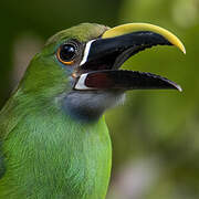 Blue-throated Toucanet