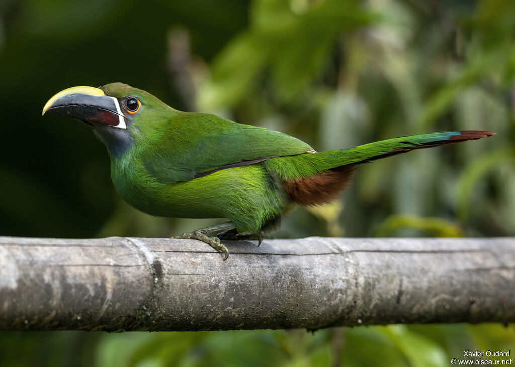 Toucanet à gorge bleue