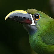 Blue-throated Toucanet