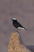 White-crowned Wheatear