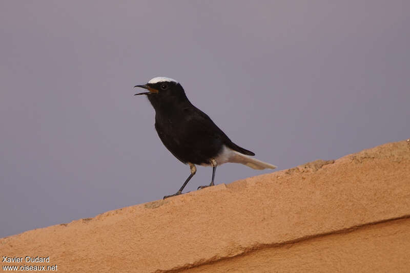 White-crowned Wheatear male adult, song