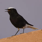 White-crowned Wheatear