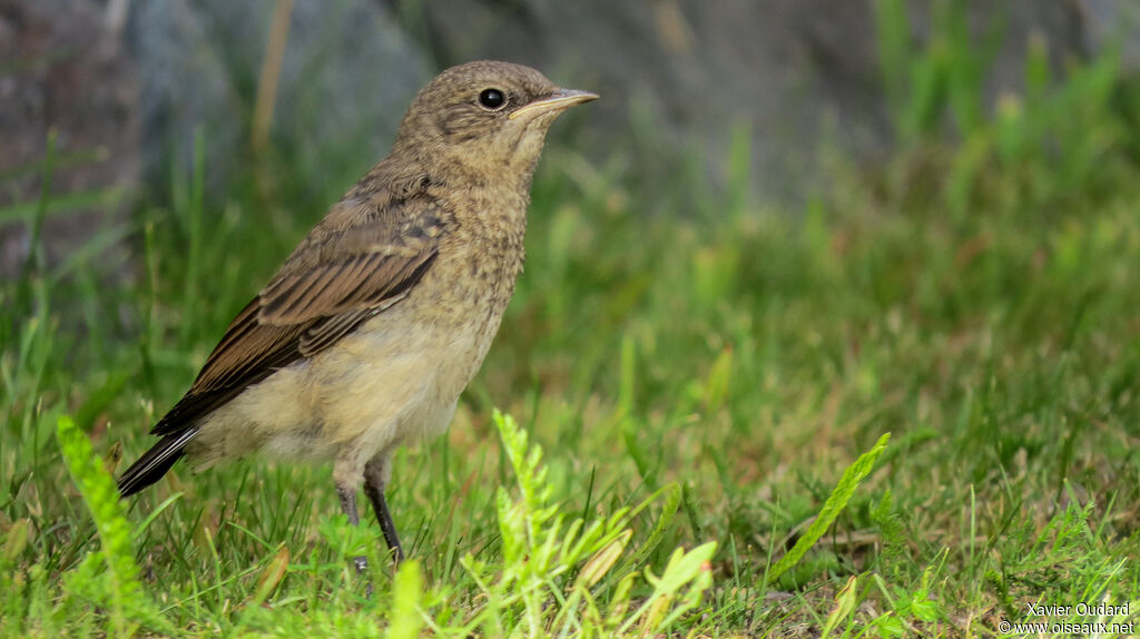 Northern Wheatearjuvenile