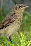 Northern Wheatear