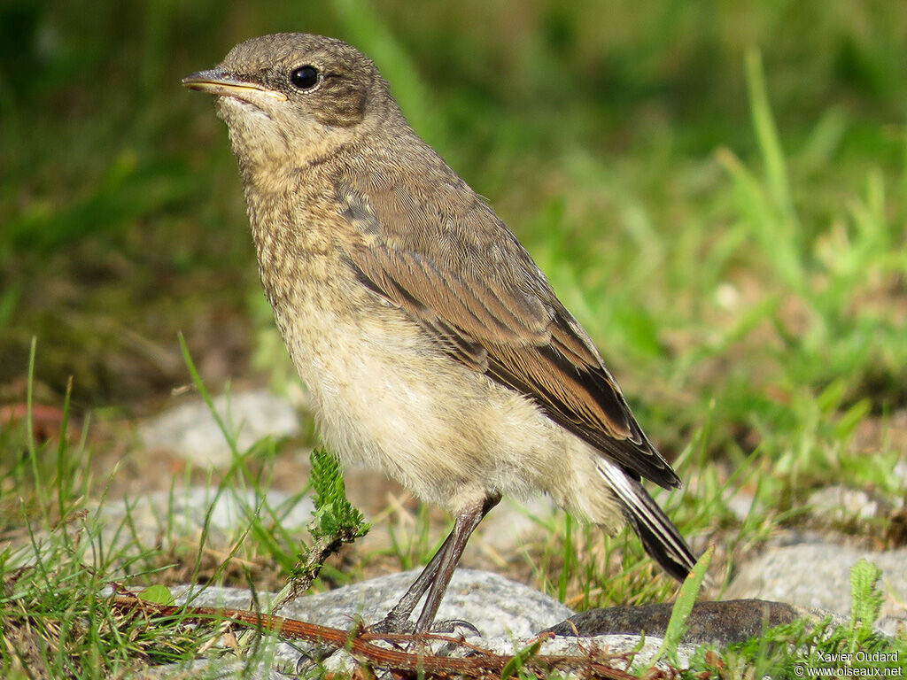 Northern Wheatearjuvenile