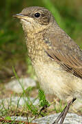 Northern Wheatear