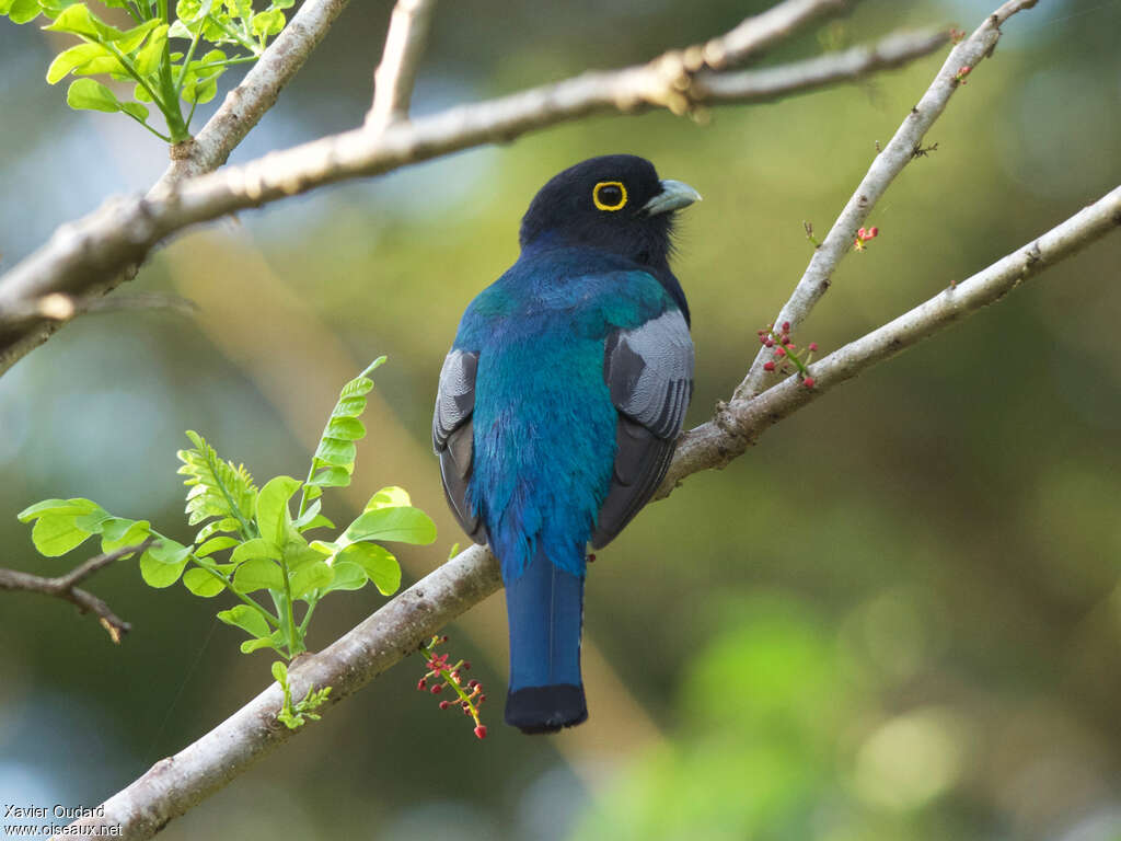 Gartered Trogon male adult, aspect