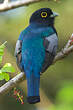 Trogon à lunettes jaunes