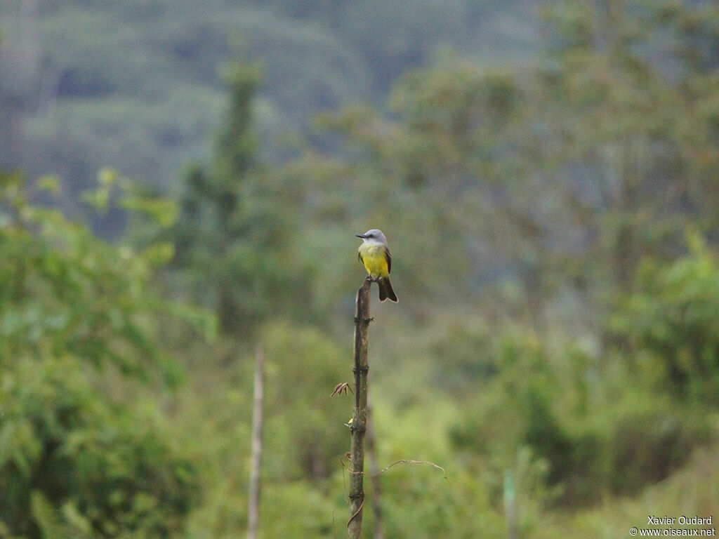 Tropical Kingbird