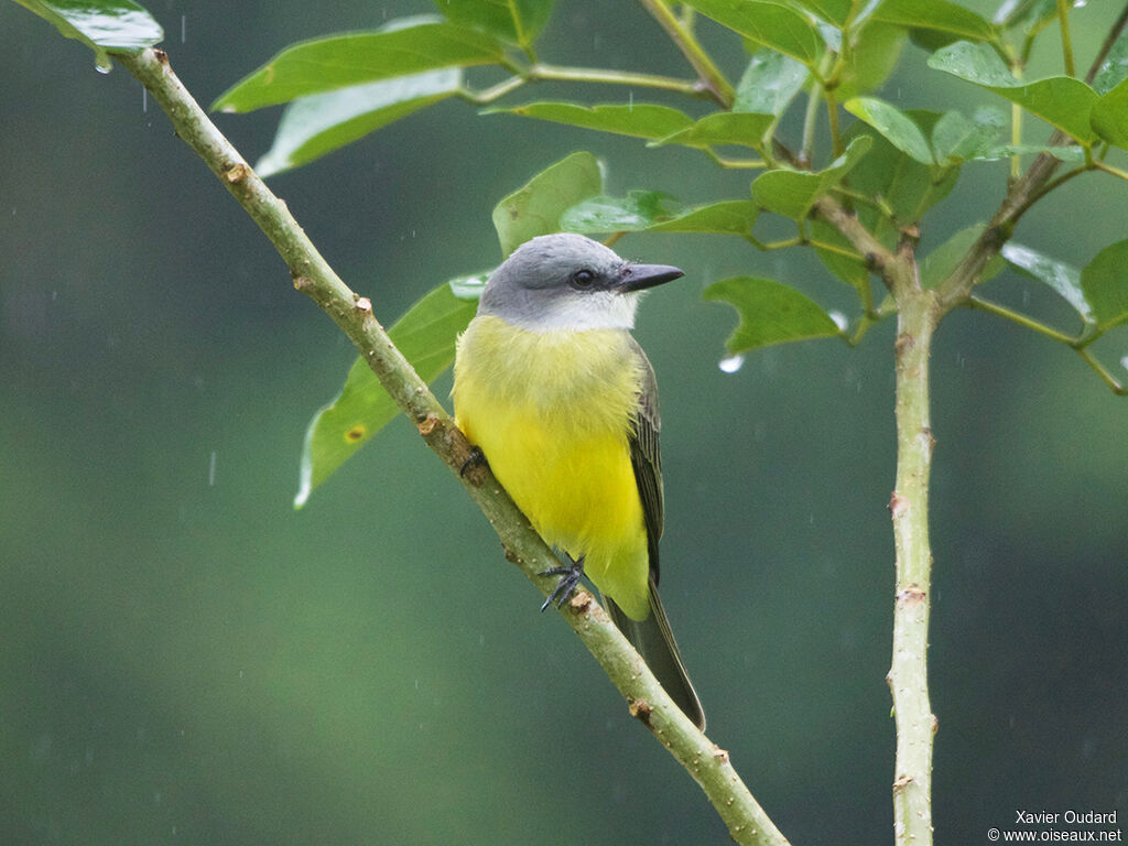 Tropical Kingbird